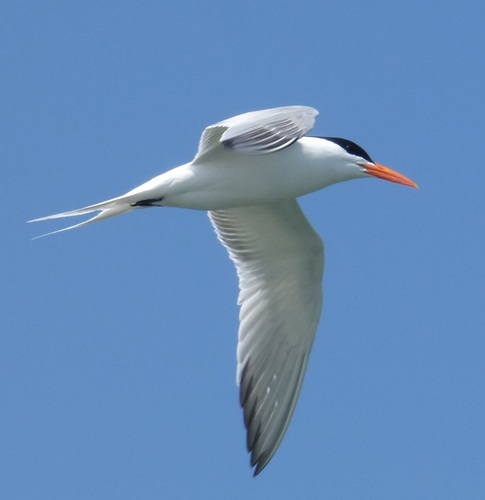 Royal Tern