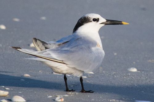 Sandwich Tern