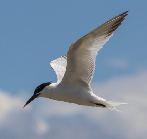 Sandwich Tern