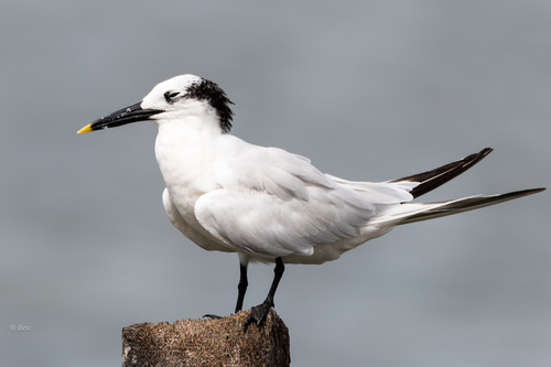 Sandwich Tern