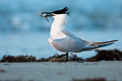 Sandwich Tern