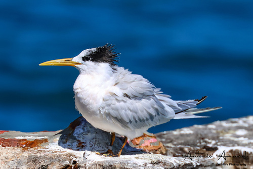 Sandwich Tern