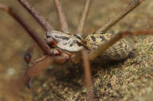 Giant House Spider Complex