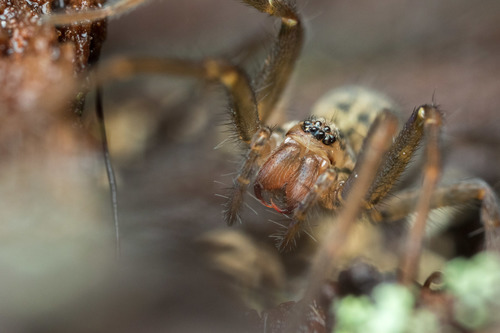 Giant House Spider Complex