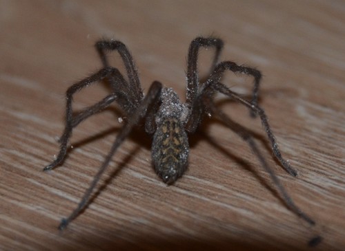 Giant House Spider Complex