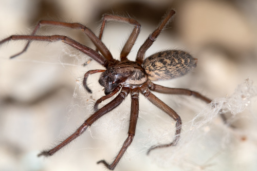 Giant House Spider Complex