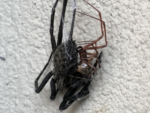 Giant House Spider Complex