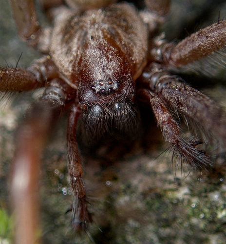 Giant House Spider Complex