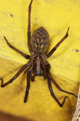 Giant House Spider Complex