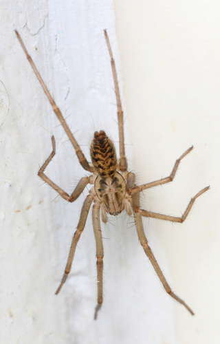 Giant House Spider Complex