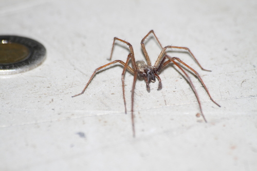 Giant House Spider Complex
