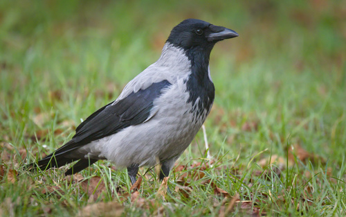 Hooded Crow