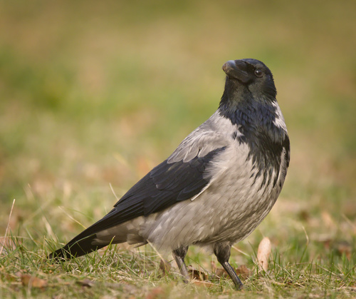 Hooded Crow