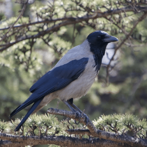 Hooded Crow