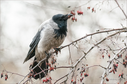Hooded Crow