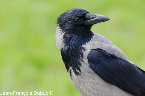 Hooded Crow