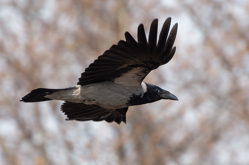 Hooded Crow
