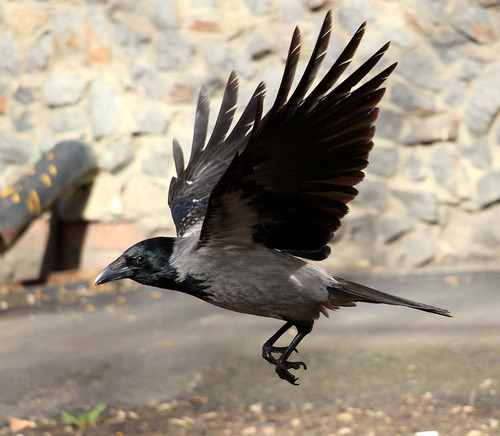 Hooded Crow