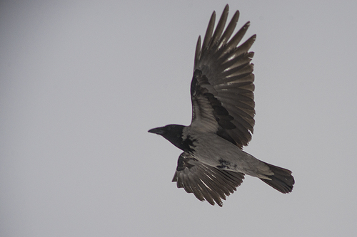 Hooded Crow