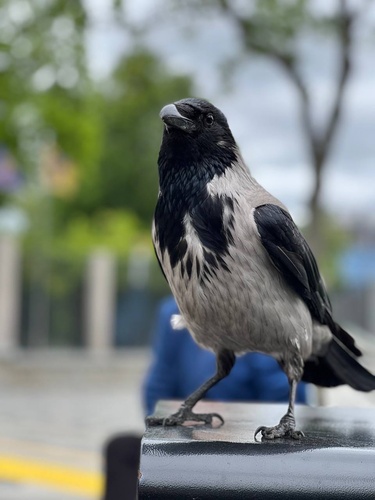 Hooded Crow