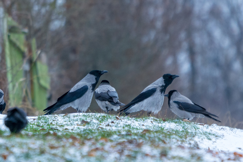 Hooded Crow