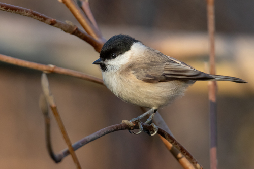 Marsh Tit