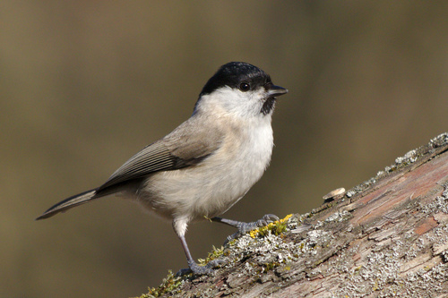 Marsh Tit