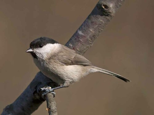 Marsh Tit