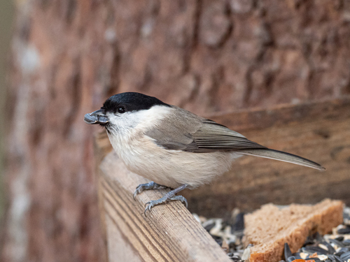 Marsh Tit