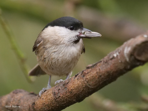 Marsh Tit