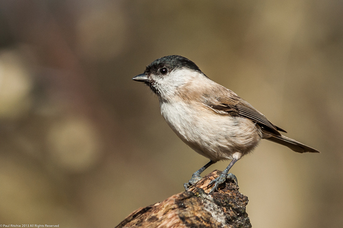 Marsh Tit