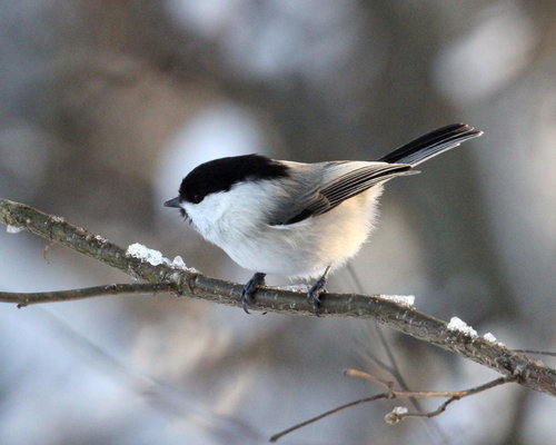 Willow Tit