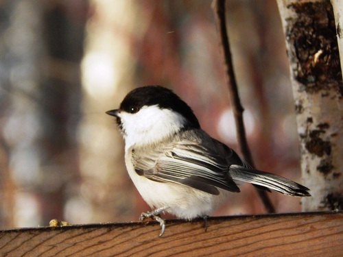 Willow Tit
