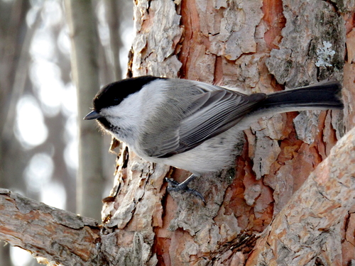 Willow Tit