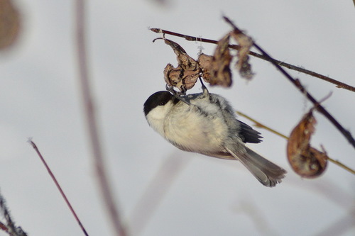 Willow Tit