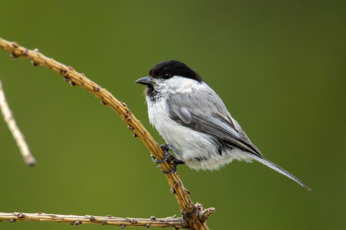 Willow Tit