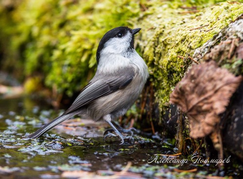 Willow Tit