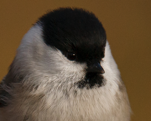 Willow Tit