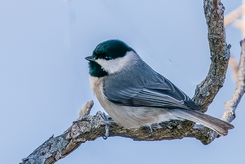 Carolina Chickadee
