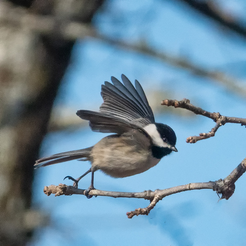 Carolina Chickadee