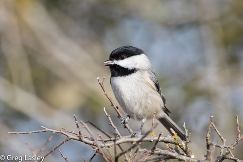 Carolina Chickadee