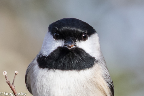 Carolina Chickadee
