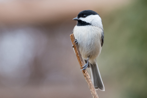 Carolina Chickadee