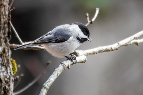 Carolina Chickadee