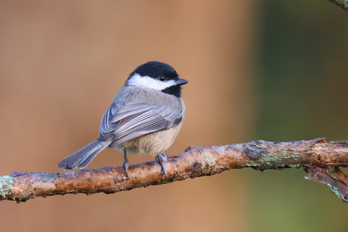 Carolina Chickadee