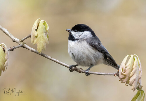 Carolina Chickadee