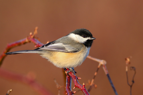 Black-capped Chickadee