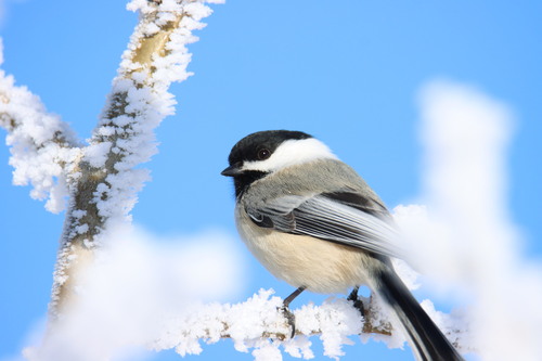 Black-capped Chickadee