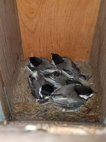 Black-capped Chickadee