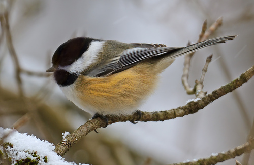 Black-capped Chickadee